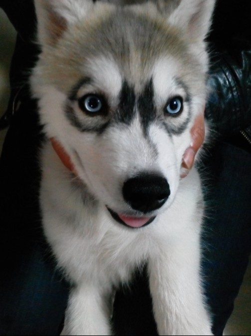 ���ֹ�ʿ��